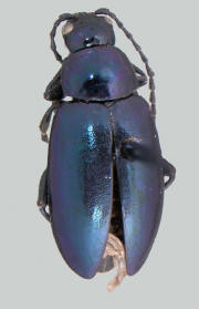 Altica chalybea, Grape flea beetle