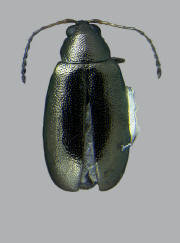 Phyllotreta pusilla, Western black flea beetle