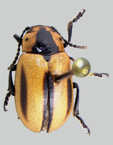 Entomoscelis americana, Red turnip beetle