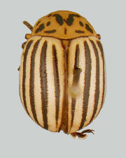 Leptenotarsa decemlineata, Colorado potato beetle