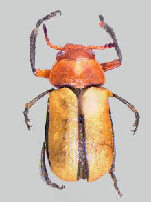 Anomoea laticlavia, Clay-colored leaf beetle