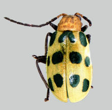 Diabrotica undecimpunctata, Spotted cucumber beetle