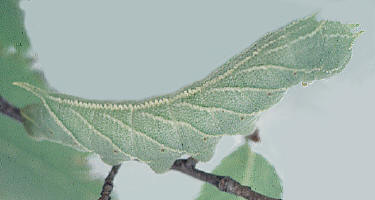 Ceratomia amyntor- Larva, Four-horned caterpillar