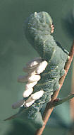 Sphinx vashti- larva with braconid wasp cocoons