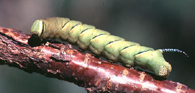 Sphinx kalmiae- larva, pic by Loren Oslie