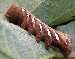 Eumorpha achemon- larva
