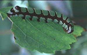 Sphecodina abbottii- larva, pic by John Weber