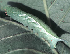 Darapsa myron- larva, Hog caterpillar