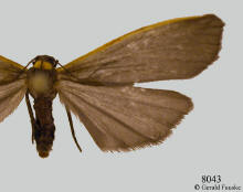 Eilema bicolor, Bicolored lichen moth