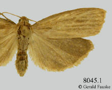 Crambidia pallida, Pallid lichen moth