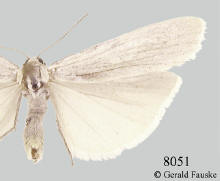 Crambidia casta, Pearly-winged lichen moth