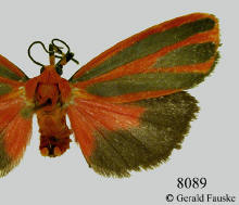 Hypoprepia miniata, Scarlet-winged lichen moth