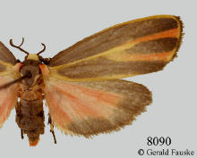 Hypoprepia fucosa, Painted lichen moth