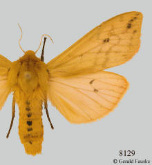 Pyrrharctia isabella-- male, Isabella tiger moth