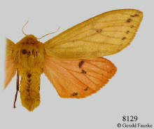 Pyrrharctia isabella-- female, Isabella tiger moth