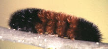 Pyrrharctia isabella-- larva, Woollybear 