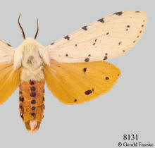 Estigmene acrea-- male, Acrea moth