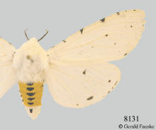 Estigmene acrea-- female, Acrea moth