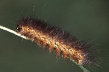 Estigmene acrea-- larva, Saltmarsh caterpillar