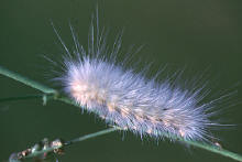 Spilosoma virginica-- larva, Yellow woollybear