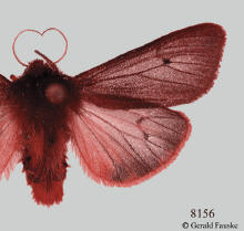 Phragmatobia fuliginosa, Ruby tiger moth