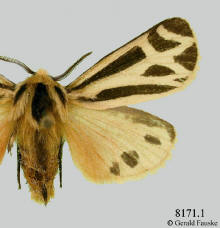 Apantesis carlotta-- male, Carlotta's tiger moth