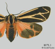 Apantesis carlotta-- female, Carlotta's tiger moth