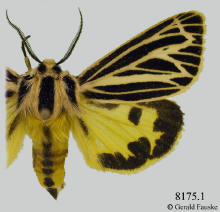 Grammia speciosa, Showy tiger moth