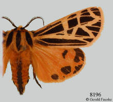 Grammia parthenice, Parthenice tiger moth