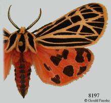 Grammia virgo, Virgin tiger moth