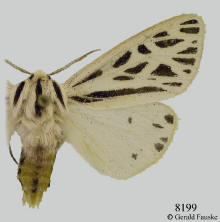 Grammia arge, Arge tiger moth