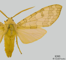 Halysidota tessellaris, Spotted tussock moth