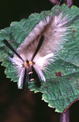 Halysidota tessellaris-- larva, Spotted tussock moth