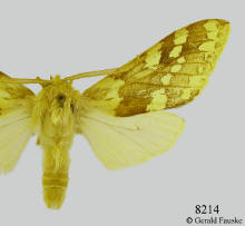 Lophocampa maculata, Banded tussock moth