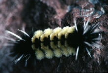 Lophocampa maculata-- larva, Banded tussock moth