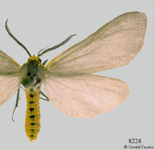 Cycnia inopinatus, Lesser dogbane tiger moth