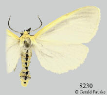 Cycnia tenera, Dogbane tiger moth