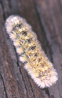 Ctenucha virginica-- larva, Virginia ctenucha
