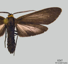 Cisseps fulvicollis, Orange-collared scape moth