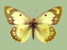 Colias eurytheme- female, Alfalfa butterfly