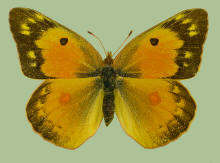 Colias eurytheme- female, Alfalfa butterfly