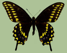 Papilio polyxenes asterius, Eastern black swallowtail