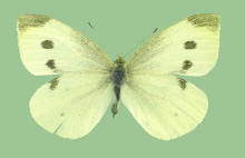 Pieris rapae-- female, European cabbage butterfly