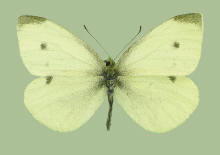 Pieris rapae- male, European cabbage butterfly