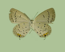 Everes comyntas- ventral surface female, Eastern Tailed blue