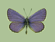 Lycaeides melissa- male, Melissa blue
