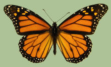 Danaus plexippus, male-- Monarch butterfly