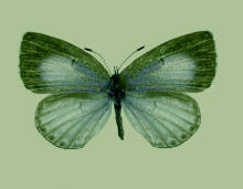 Celastrina neglecta- female, Summer azure