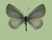 Celastrina neglecta- male, Summer azure