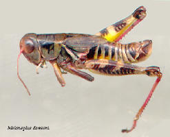 Melanoplus dawsoni- male, Dawson's grasshopper